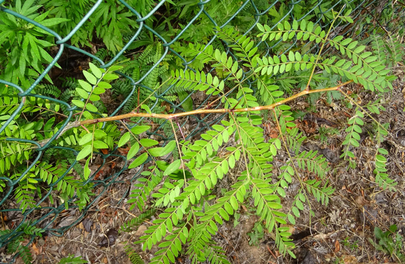 Gleditsia triacanthos var. inermis - Fabaceae